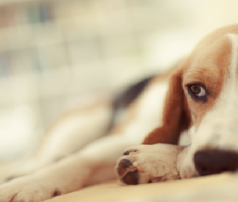 Комплет за тест Brucella Canis (B. canis ab): Брза дијагностицирање на полето за бруцелоза кај добиток