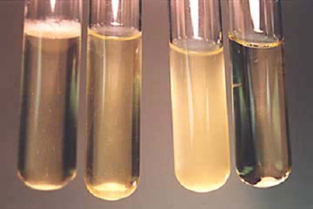 Бабио лансира супа за инфузија на мозочно срце со високи перформанси за глобалните лаборатории за микробиологија