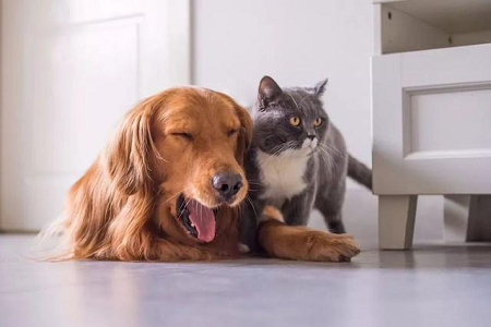 Babio лансираше комплет за тестирање TOXO Ab за брзо откривање токсоплазма антитела кај домашни миленици