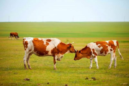 BABIO воведува комплет за брз тест за бременост кај говеда со висока чувствителност за модерно одгледување говеда