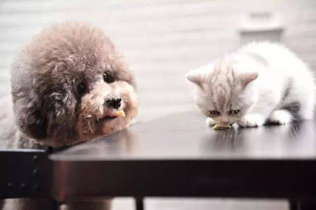 Комплет за брз тест FPV Ag за откривање на вируси на пестилен вирус кај мачки