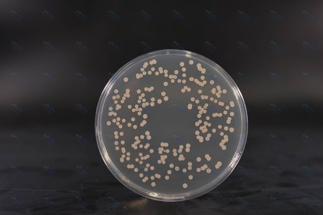 Baird Parker Agar: Сигурно решение за откривање Staphylococcus aureus од BABIO